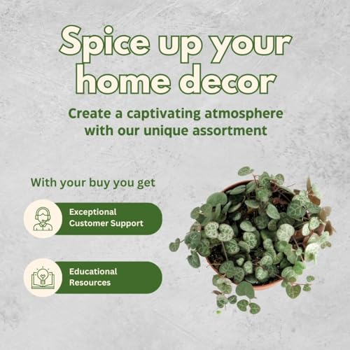 BubbleBlooms String of Hearts Ceropegia woodii in a 2 inch Pot