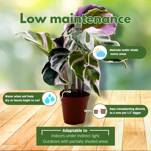 BubbleBlooms Calathea Stella White Fusion Variegated in a 2 inch Pot Tiny Minie Pixie Plant