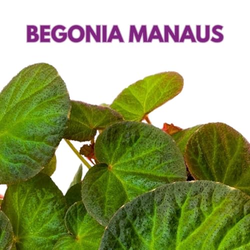 Harmony Foliage Begonia Manaus 4 inch Rhizomatous Fuzzy