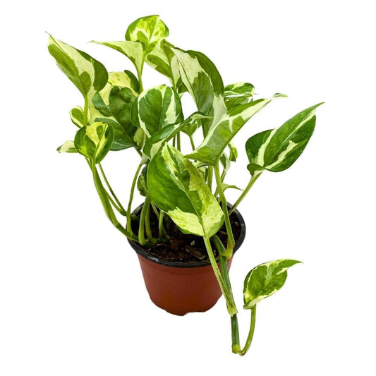 Njoy Pothos, 4 inch, Epipremnum aureum pinnatum Variegated House Plant