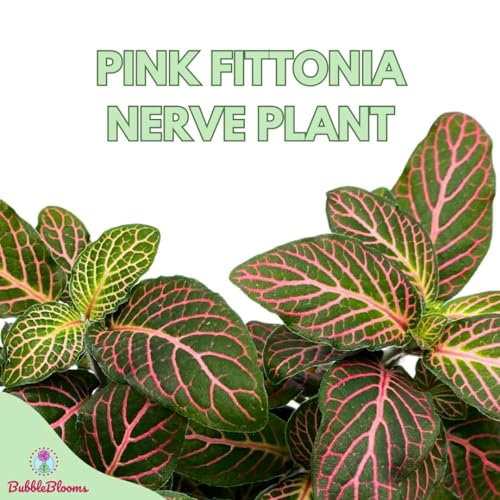 BubbleBlooms Pink Crinkle Frankie Fittonia Albivenis Nerve Plant in a 4 inch Pot Silver Net Leaf, Mosaic Jewel Creeping Indoor Plant Argyroneura