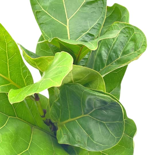 Ficus lyrata Bambino, 4 inch, Dwarf Fiddle Leaf Fig Tree