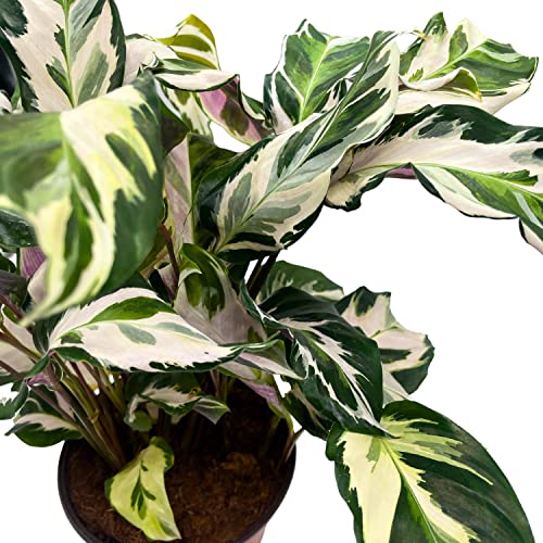 BubbleBlooms Calathea Stella in a 6 inch Pot Beautiful White Variegated House Plant Lietzei Fusion White