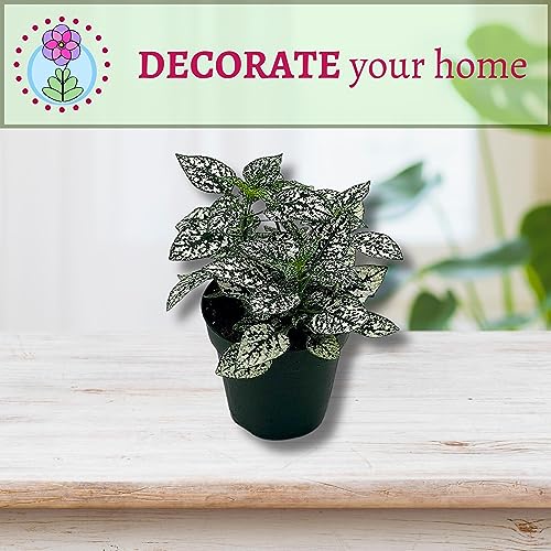 BubbleBlooms White Hypoestes Phyllostachya in a 4 inch Pot Polka Dot Flamingo Plant