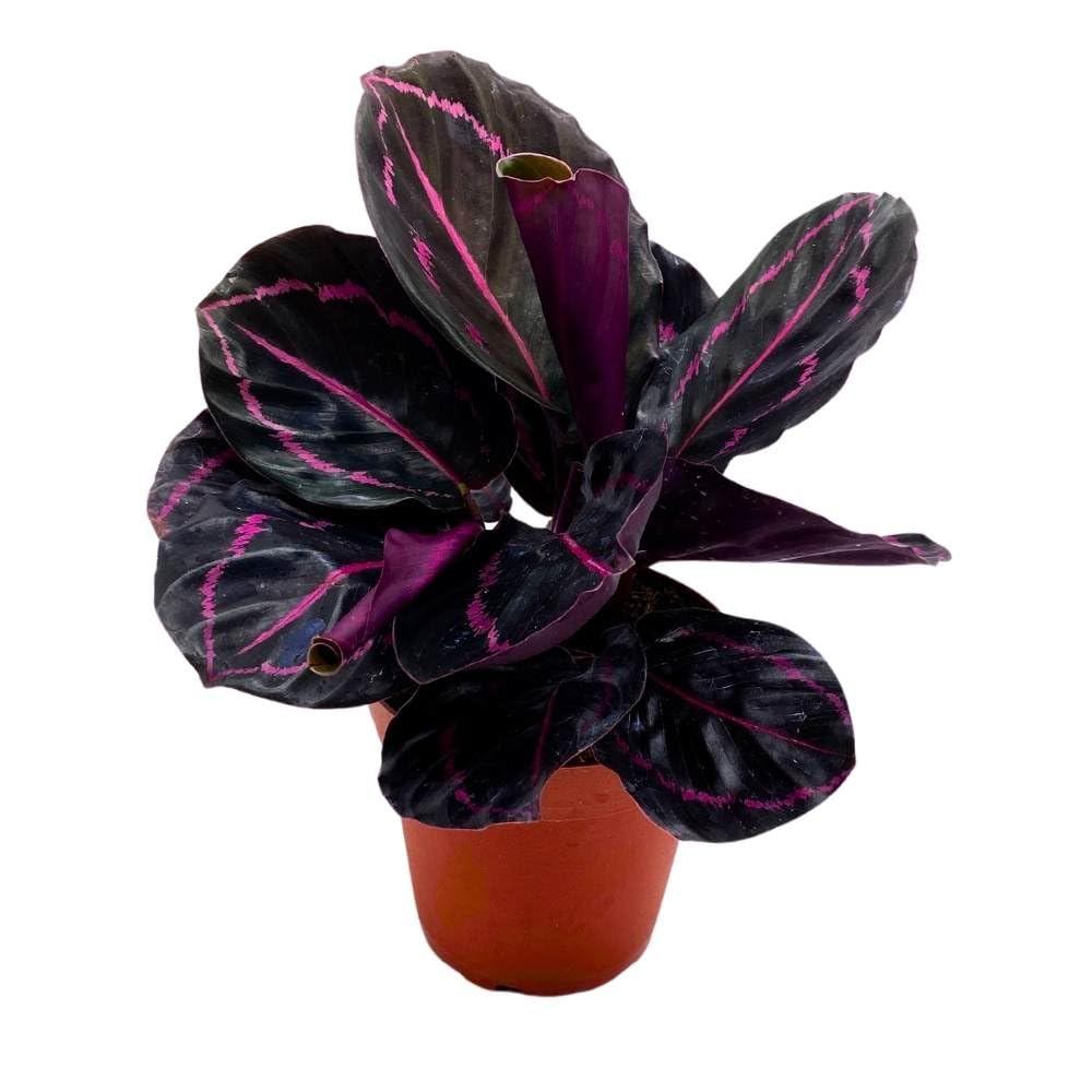 BubbleBlooms Calathea Dottie Black Rose Roseopicta in a 4 inch Pot