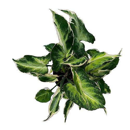 BubbleBlooms Starlite Syngonium, Zebrina, Raggedy Anne in 4 inch Pot