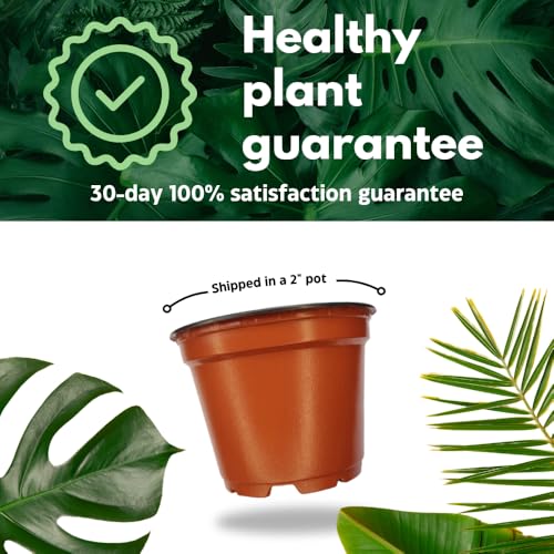 BubbleBlooms Mini Prayer Plant Calathea in 2 inch Pot, Growers Choice