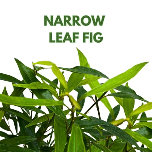 BubbleBlooms Narrow Leaf Fig in a 4 inch Pot