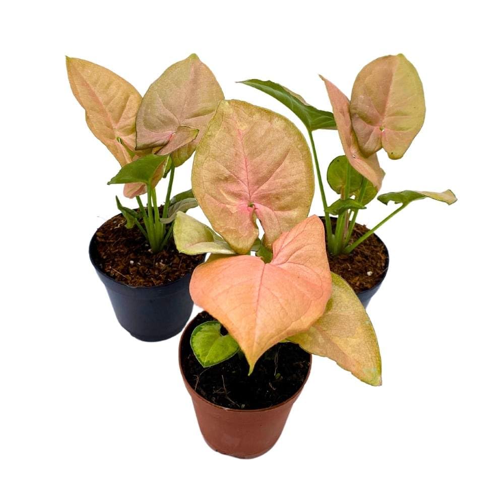 Syngonium Neon Pink, 2 inch Set of 3, Strawberry Princess Arrowhead Vine Tiny Mini Pixie Plants