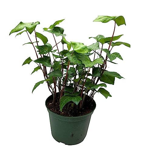 BubbleBlooms Algerian Ivy, Canary Island Ivy, Canary Ivy, Coney Island Ivy, Madeira Ivy in 6 inch Pot
