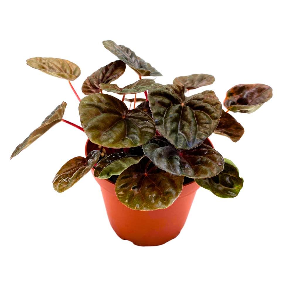 Peperomia Chocolate 4 inch Dark Red Brown Caperata