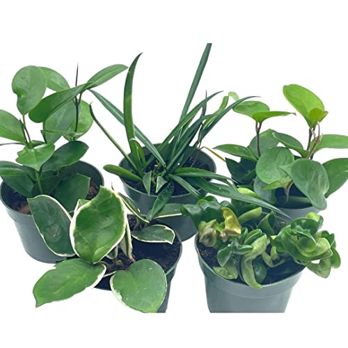 BubbleBlooms Hoya Assortment Set, 5 Different Hoyas in 4 inch pots Grower's Choice
