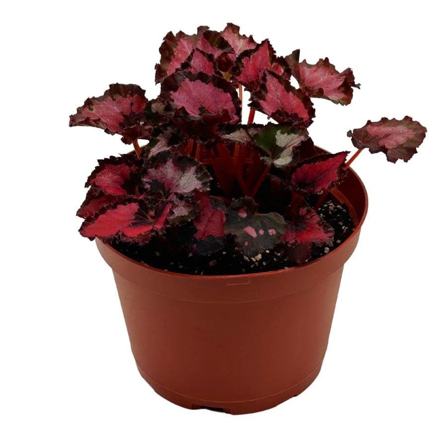 Harmony's Red Robin Begonia, in a 6 inch Pot, Begonia rex