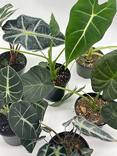 BubbleBlooms Alocasia Assortment Set, 6 Different Alocasias in 4 inch pots Grower's Choice