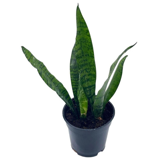 Variegated Snake Plant, 4 inch, Green Dracaena trifasciata, Cow's Tongue, Lengua de Vaca, Mother-in-law's Tongue