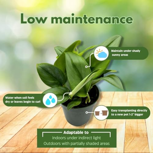 BubbleBlooms Treubii Pothos, Scindapsus Treubii Moonlight, Sterling Silver Plant, Moonlight Pothos in 4 inch Pot