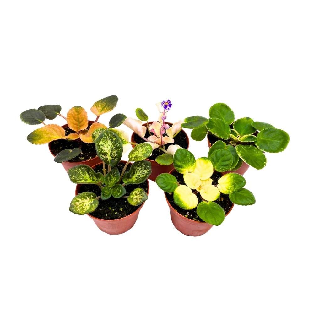 Harmony's Variegated African Violet Assortment, 4 inch Set of 5, Rare Saintpaulia Violets Gesneriads