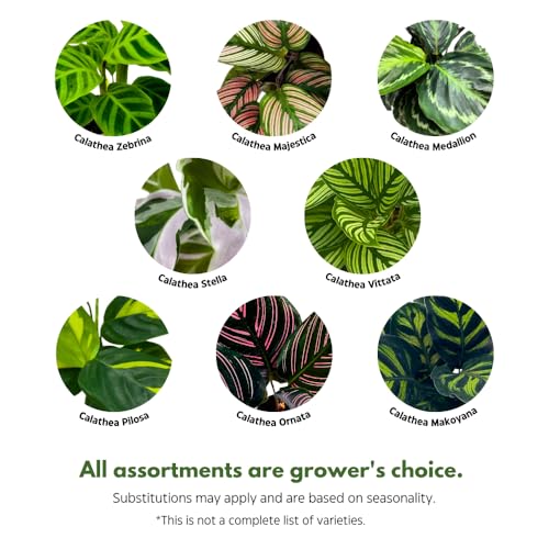 BubbleBlooms Calathea Assortment in 4 inch Pots Set of 3 Prayer Plants