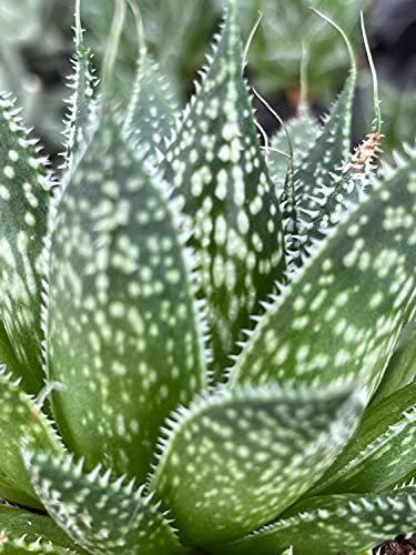 BubbleBlooms Tiger Aloe in a 4 inch Pot Aloe Variegata