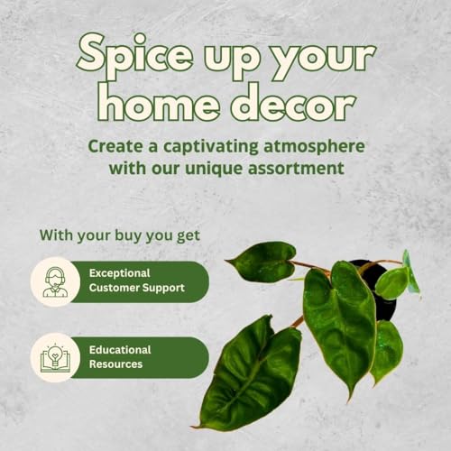 BubbleBlooms Rare Philodendron Assortment, 2 inch Set of 3, Very Rare Philo Set Growers Choice, tortum, Snowdrift, billietiae, White Princess