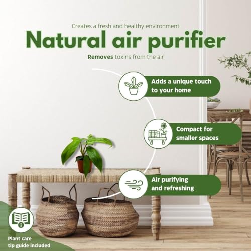 BubbleBlooms Philo Florida Green, 4 inch Philodendron Pedatum