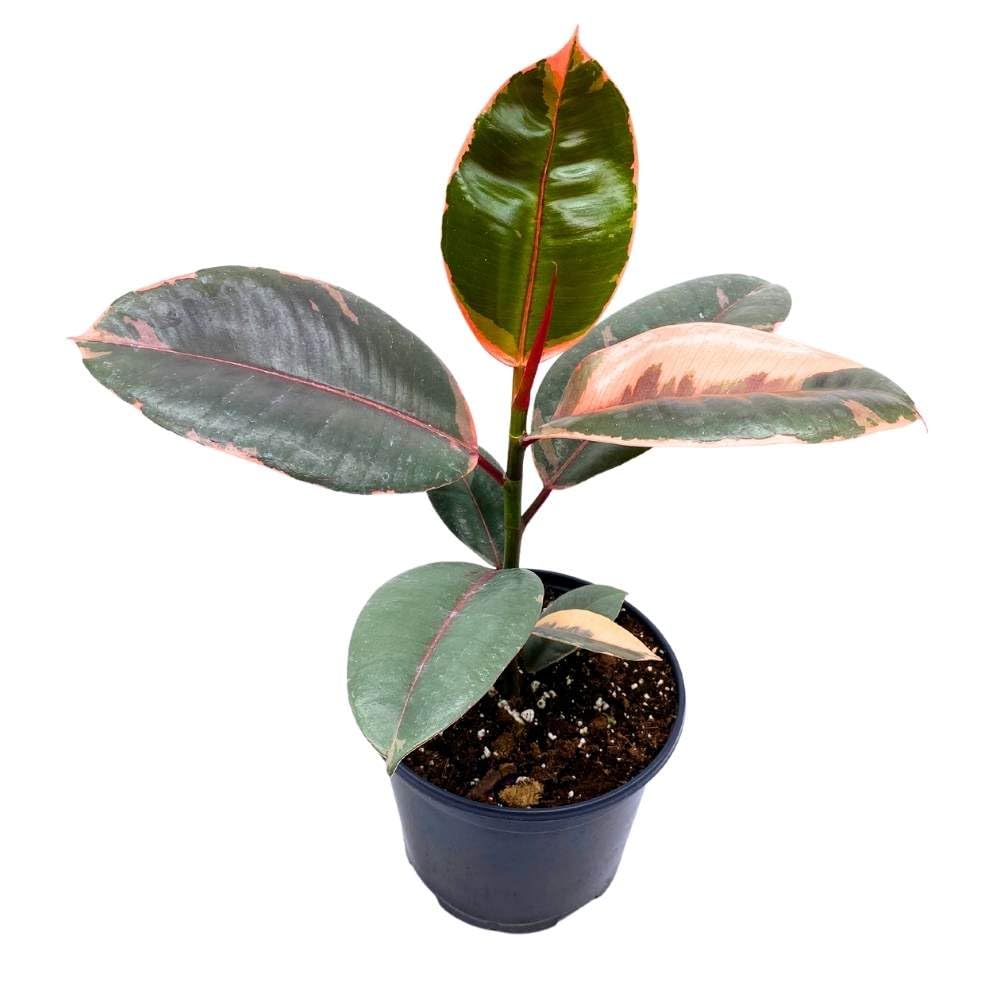 Ficus elastica Ruby Tricolor 6 inch India Rubber Tree Decora Fig Plant