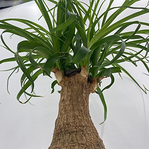 BubbleBlooms Indoor Stumpy Palm Tree, Stump in 4 inch Pot