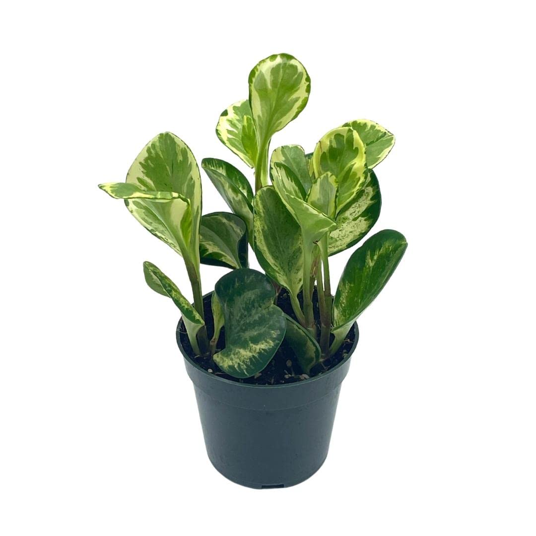 Variegated Peperomia obtusifolia, Marble Rubber Spoonleaf Plant, magnoliifolia rubberplant, in a 4 inch Pot,