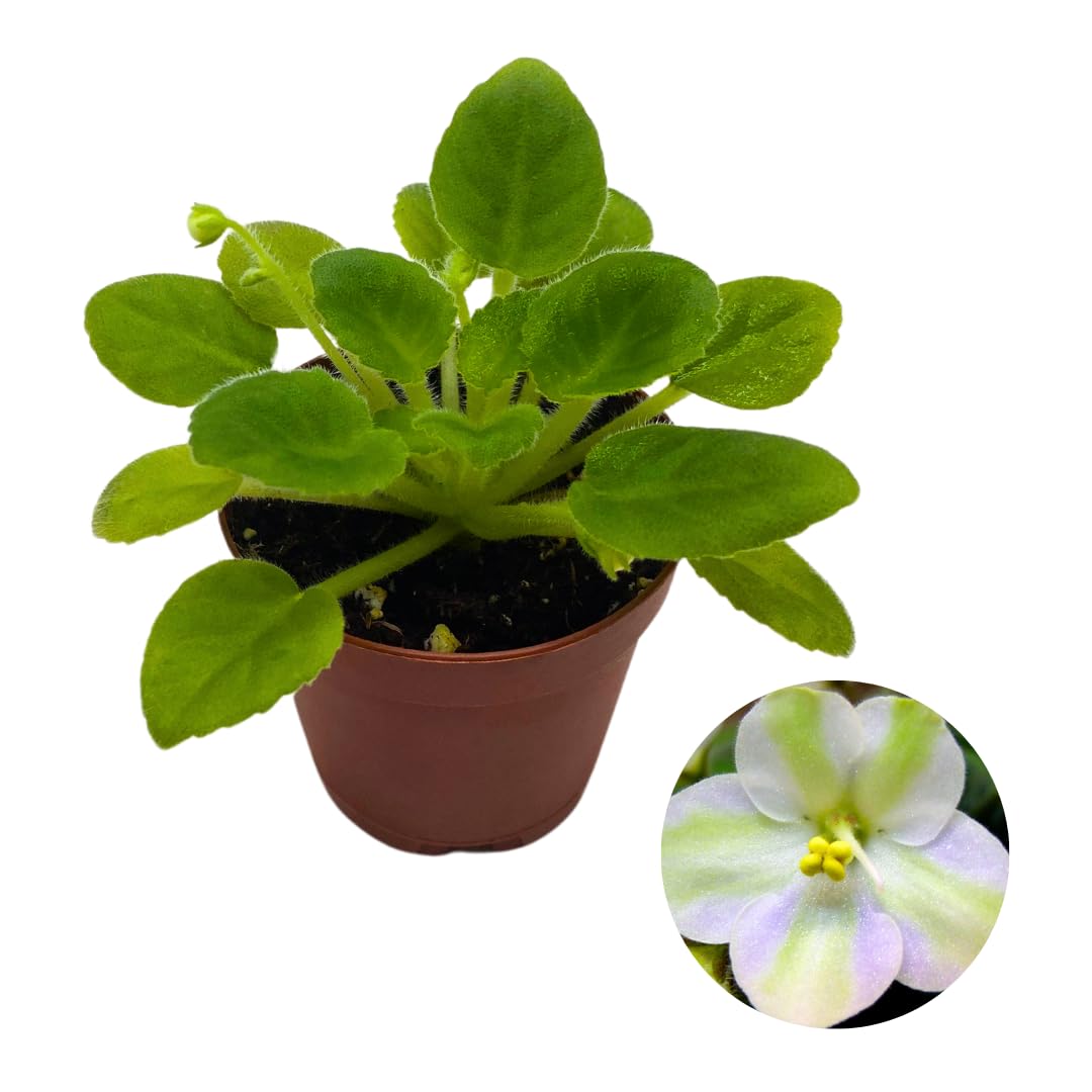 Harmony Foliage Mini African Violet Mac's Misty Meadow 2 inch White Flower