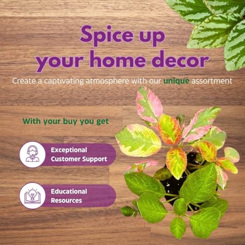 Harmony Foliage Episcia Picasso Rare Variegated Flame Violet Flowering Gesneriad