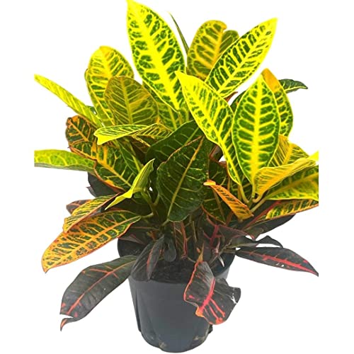 BubbleBlooms Codiaeum variegatum in a 6 inch Pot Variegated Croton