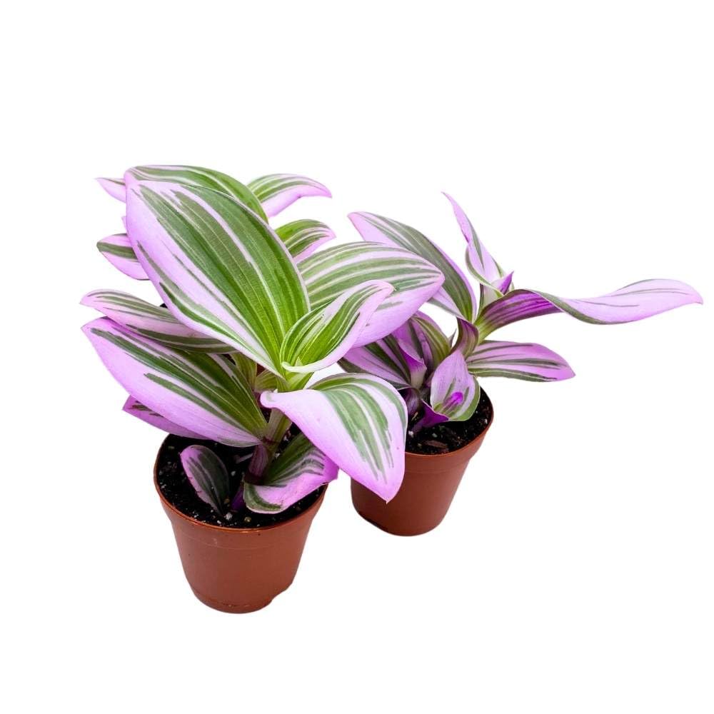 Tradescantia Nanouk 2 inch Set of 3 Fantasy Venice Wandering Dude Albiflora Spiderwort Tiny Mini Pixie