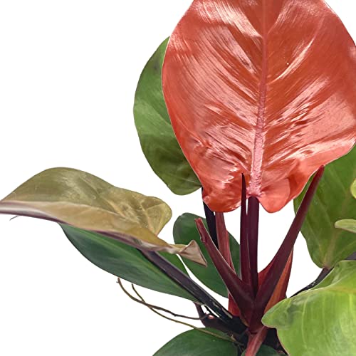 BubbleBlooms Philodendron McColley's Finale, 4 inch Bright Red Philo