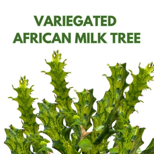 BubbleBlooms Variegated African Milk Tree in a 4 inch Pot Tricolor Green and White Euphorbia Trigona