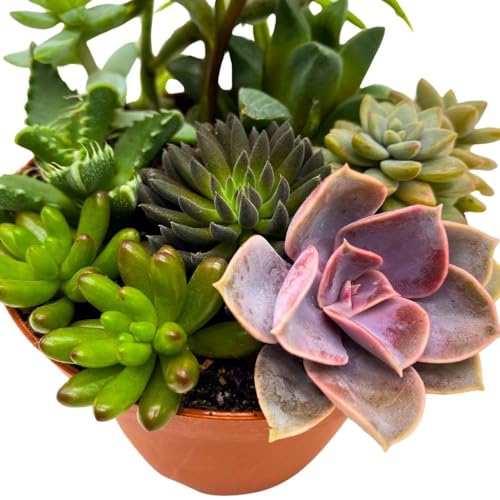 BubbleBlooms Succulent Arrangement in a 4 inch Pot Unique Hand Crafted Plant Designs