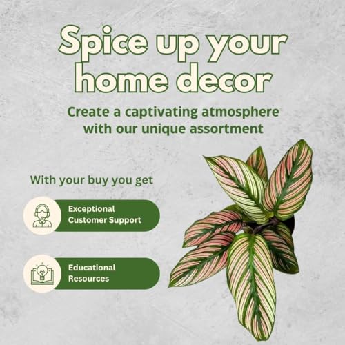 BubbleBlooms Calathea Assortment Set, 4 inch pots, Set of 3, Prayer Plant Variety, Great Indoor Houseplants, Rattlesnake, Stella, Medallion, Vittata