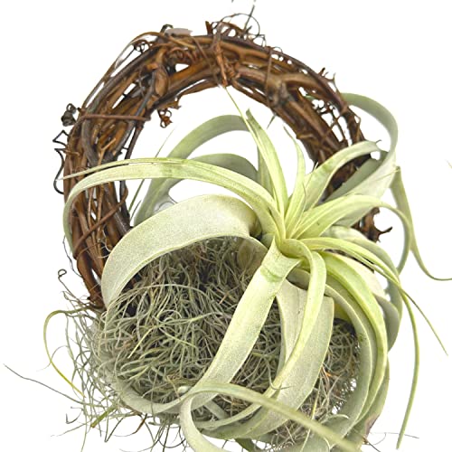 BubbleBlooms Tillandsia Xerographica on an 8 inch Natural Wreath Mounted with Moss, Air Plant Wall Hanger