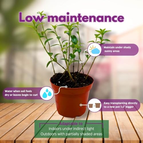 Harmony Foliage Columnea Nematanthus California Gold in a 4 inch Pot