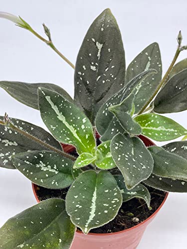 Harmony Foliage michaelmoelleria vietnamensis, Big Mike, in a 4 inch Pot New Genus