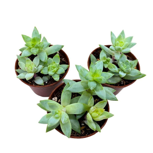 Greene's liveforever 2 inch Set of 3, Dudleya greenei Stonecrop Succulent Tiny Mini Pixie