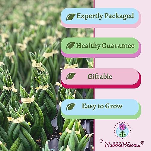 BubbleBlooms Braided African Spear in a 2 inch Pot Snake Plant Braid Spear Sansevieria cylindrica