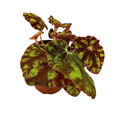 BubbleBlooms Harmony's Cowardly Lion Rhizomatous Begonia in a 4 inch Pot Yellow Rhizo