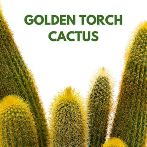 BubbleBlooms Golden Torch Cactus Vatricania guentheri in a 6 inch Pot