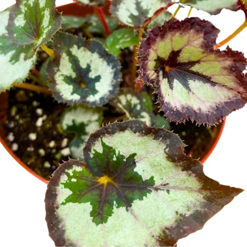 Harmony Foliage Harmony's Chocolate Icicles Begonia Rex 6 inch White Brown