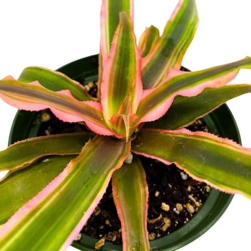 BubbleBlooms Pink Starlite cryptanthus 4 inch, bivitattus Minor Dwarf Rose Stripe Earth Star Bromeliad