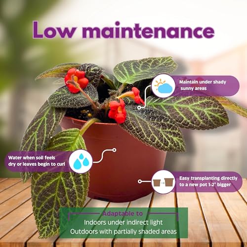 Harmony Foliage Episcia Longwood Gardens Flame Violet 6 inch