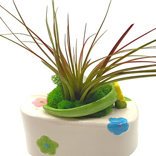 BubbleBlooms Tillandsia Planted in a Ceramic Sandal Shaped Planter, Flip Flop Pot