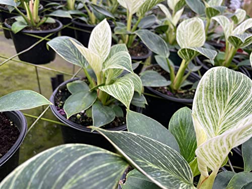 BubbleBlooms Philodendron Birkin, White Wave in a 6 inch Pot Mermaid Tail