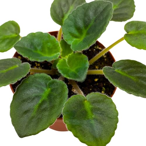 Harmony Foliage African Violet Rockin' Robin 4 inch Red Flower White Edge