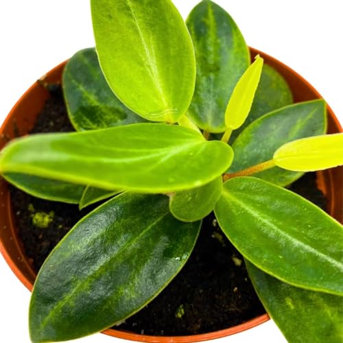 Harmony Foliage Peperomia Maculosa in a 2 inch Pot Spotted Stalked pep Monster peperomia
